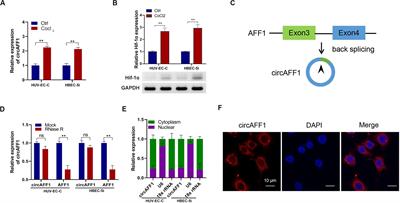 circAFF1 Aggravates Vascular Endothelial Cell Dysfunction Mediated by miR-516b/SAV1/YAP1 Axis